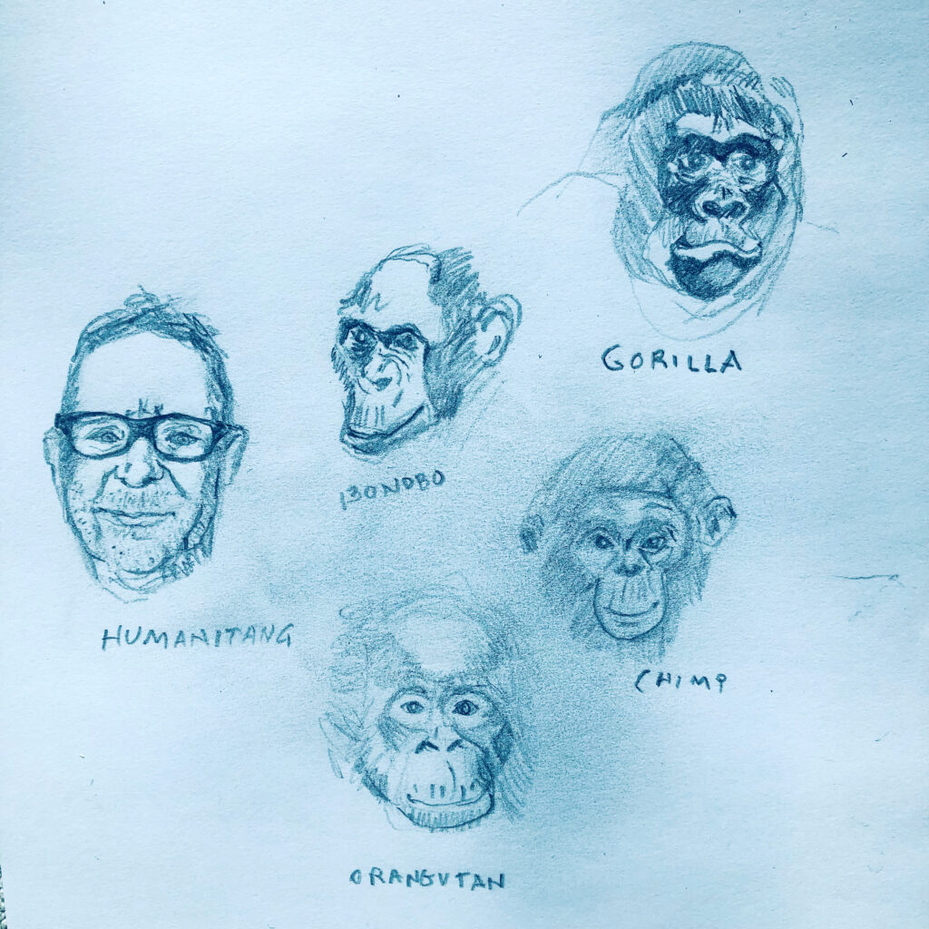 cartoon of faces of the great apes: chimpanszee, gorilla, oragatang, bonobo... huanitang